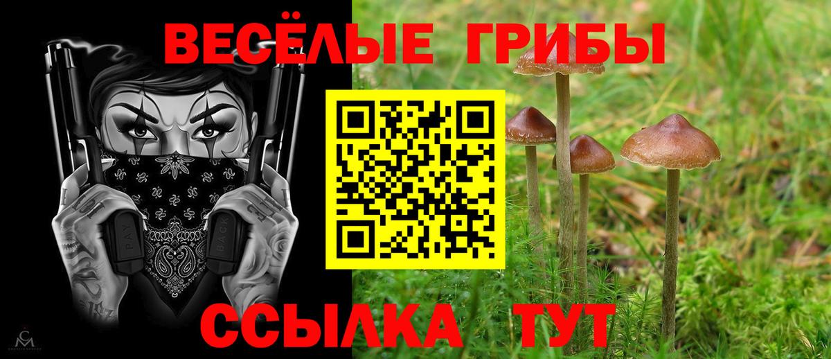 Псилоцибиновые грибы Cubensis Рославль